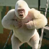 Curmel Moton